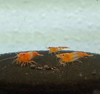 Orange Rili Shrimp