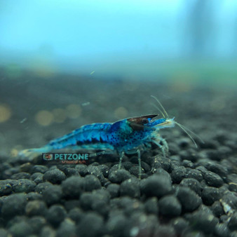 Blue Velvet Shrimp