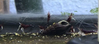 Sulawesi Cardinal Shrimp (Caridina dennerli)
