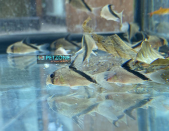 Bandit 'Melini' Cory Cat Bandit 'Melini' Cory Cat