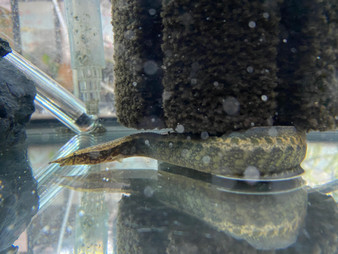 Half-Banded Spiny Eel