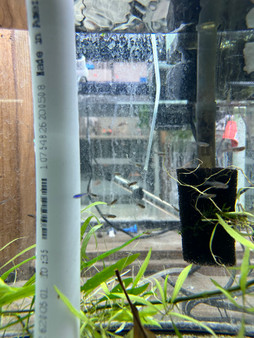 Axelrod Rasbora (Blue Neon Danio)