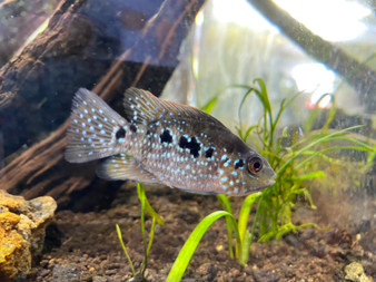 Dwarf SRT Flowerhorn