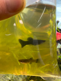 Black Metal Lace Guppy Pair