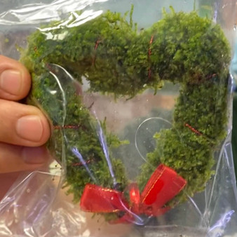 Mini Christmas Moss — Buce Plant