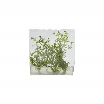 Limnophila Heterophylla Tissue Culture