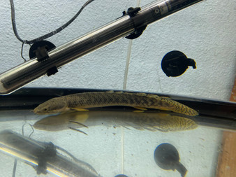 Mokele-Mbembe Bichir  Mokele-Mbembe Bichir