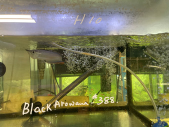 Black Arowana: Black/Blue Arowana Fry - Black Arowana Fry / Blue