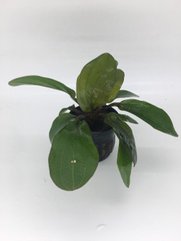 Echinodorus Big Bear Echinodorus Big Bear