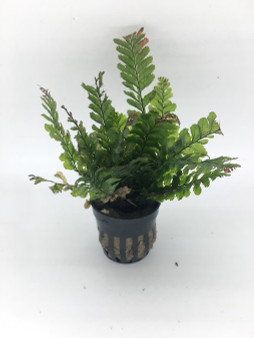 Borneo Fern