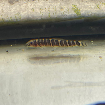Fire Eyed Loach