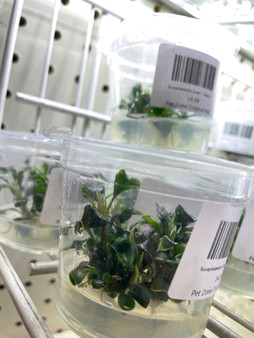 Aquarium Plants: BUCEPHALANDRA SP. 'SINTANG' ADA TIssue Culture