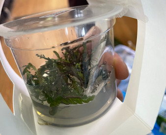 Hygrophila Pinnaatifida Tissue Culture