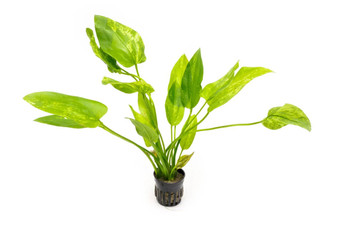 Echinodorus Marble Queen Echinodorus Marble Queen