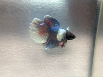 Super Red Halfmoon Betta - Male B - $35.00