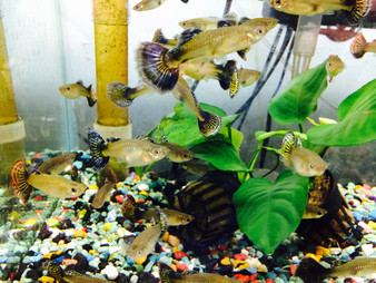 Categories - Page 22 - Pet Zone Tropical Fish - San Diego, California