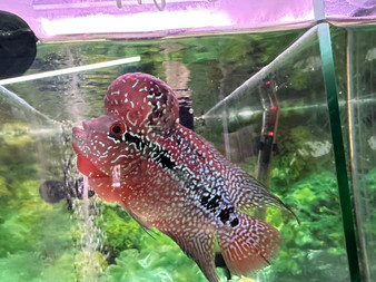 SRD ZZ Flowerhorn - MJ-5