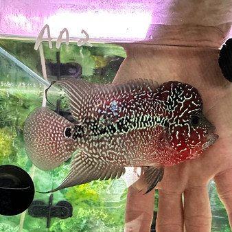 SRD ZZ Flowerhorn, AA2