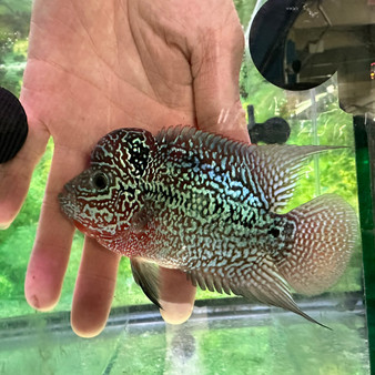 SRD ZZ Flowerhorn, AA5