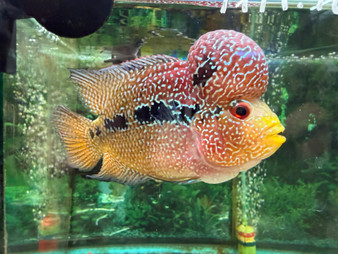 Hybrid Cichlids: Super Red Dragon Zhen Zhu Flowerhorn - AA17