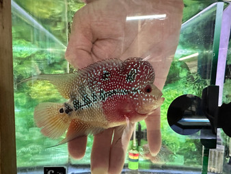 ZZ/SRD Flowerhorn (HA1) ZZ/SRD Flowerhorn (HA1)