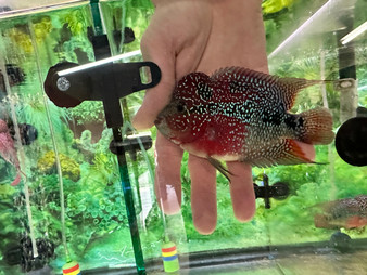 ZZ/SRD Flowerhorn (HA4)