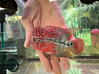 ZZ/SRD Flowerhorn (HA16)