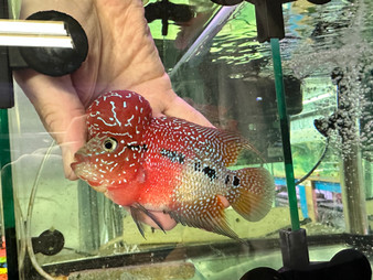 ZZ/SRD Flowerhorn (HA17) ZZ/SRD Flowerhorn (HA17)