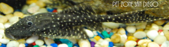 L155 Polka Dot Lyretail Pleco - Acanthicus Adonis