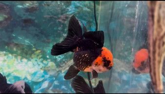 XXL Oranda Goldfish