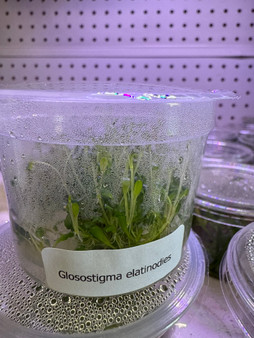 Glossostigma Elatinoides Tissue Culture