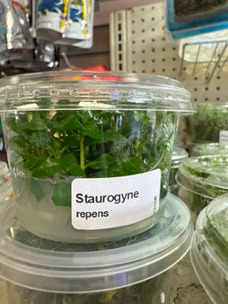 Stаurоgуnе Repens TC