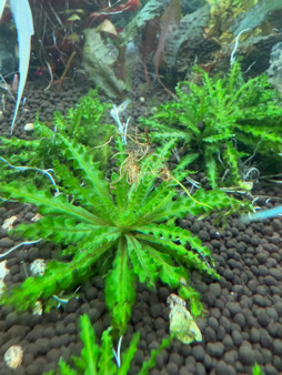 Pogostemon Helferi "Downoi" Mother Plant