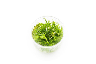 Echinodorus (Helanthium) Tenellus UNS Tissue Culture