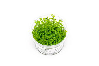 Micranthemum Monte Carlo Tissue Culture