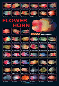 Flowerhorn Poster