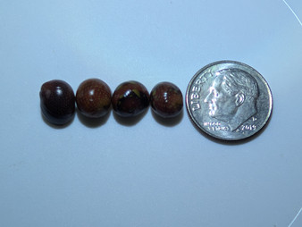 Pumpkin Red Nerite Snail