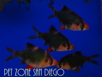 Large Green Tiger Barb