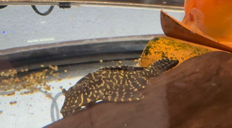 Orange Spotted Common Pleco