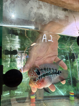 SRD ZZ Flowerhorn A2