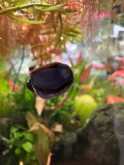 Batman Nerite Snail Batman Nerite Snail