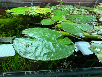 Floating Water Heart Lily - White Flowering (Nymphoides cordata) Floating Water Heart Lily - White Flowering (Nymphoides cordata)