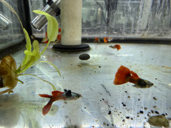 Red Dumbo Guppy