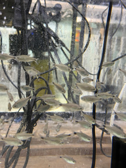 Negodagua Tetra (Hyphessobrycon negodagua)