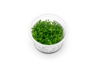 Rotala sp. Goias  Tissue Culture