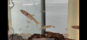 Dwarf Rasbora (Boraras maculatus)