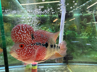 ZZ Large Quality Flowerhorn Male (AA3)