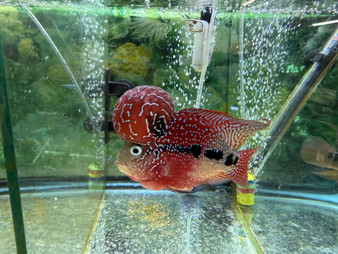 ZZ Large Quality Flowerhorn Male (AA6)