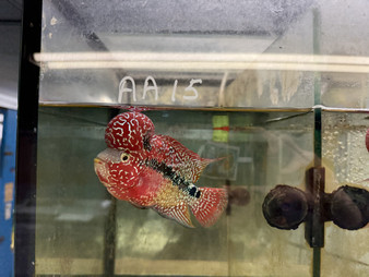 Hybrid Cichlids: Super Red Dragon Zhen Zhu Flowerhorn - AA17