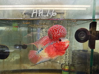 SRD ZZ Flowerhorn AA16